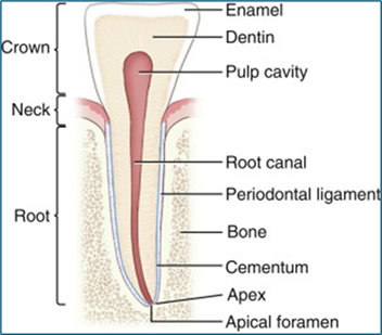 Illustration showing the different parts of a tooth