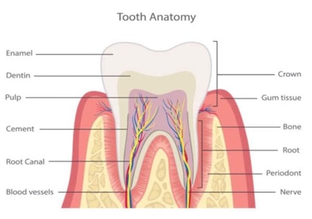 Anatomy of a tooth